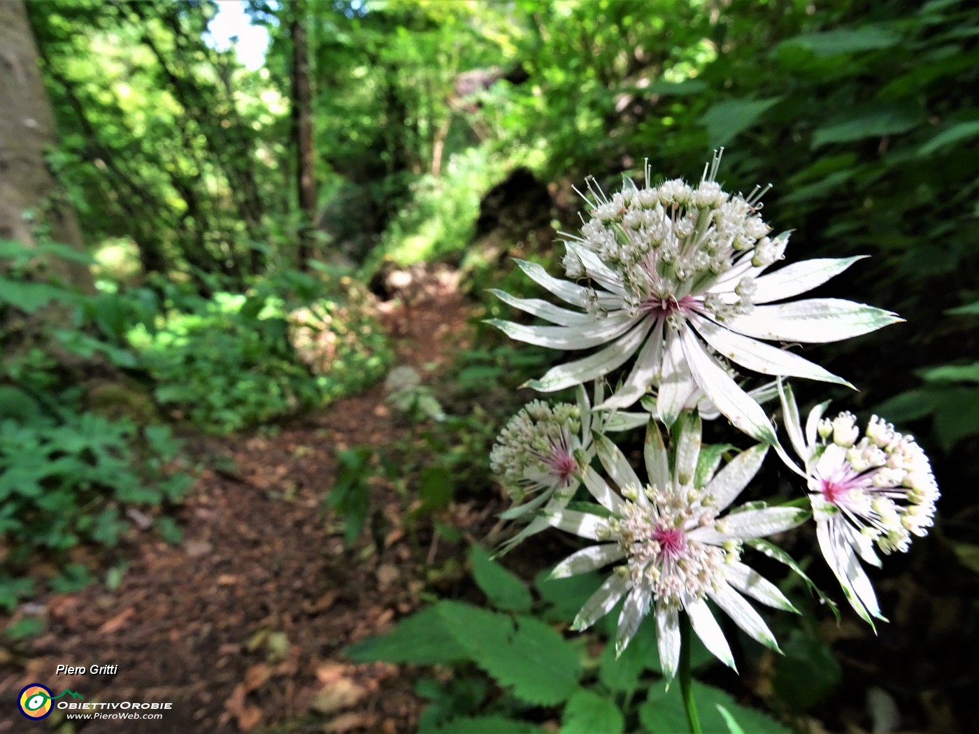 42 Astrantia major (Astranzia maggiore).JPG